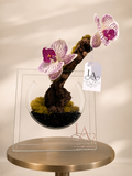 Orchid Grace